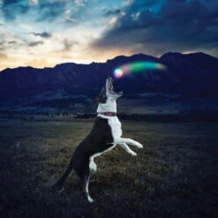 Nite Ize GlowStreak LED Ball Disc-O -Holsters Shop nite ize glowstreak disc o led ball gsb 07 r7 88993.1607528413