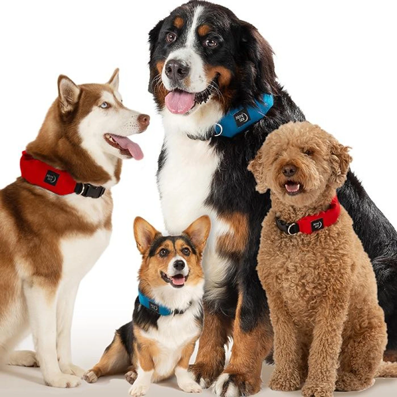 Nite Ize RadDog All-In-One Collar + Leash 4 Nite Ize RadDog All-In-One Collar + Leash - Image 2