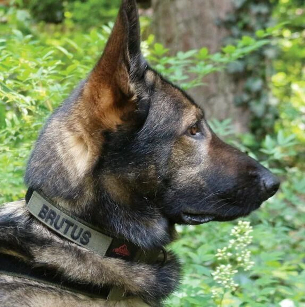 United States Tactical Quick Release Buckle K9 Collar 5 United States Tactical Quick Release Buckle K9 Collar - Image 3