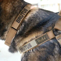 United States Tactical Quick Release Buckle K9 Collar 12 United States Tactical Quick Release Buckle K9 Collar -Holsters Shop united states tactical quick release buckle k9 collar ust k9c0010 40420.1648217865